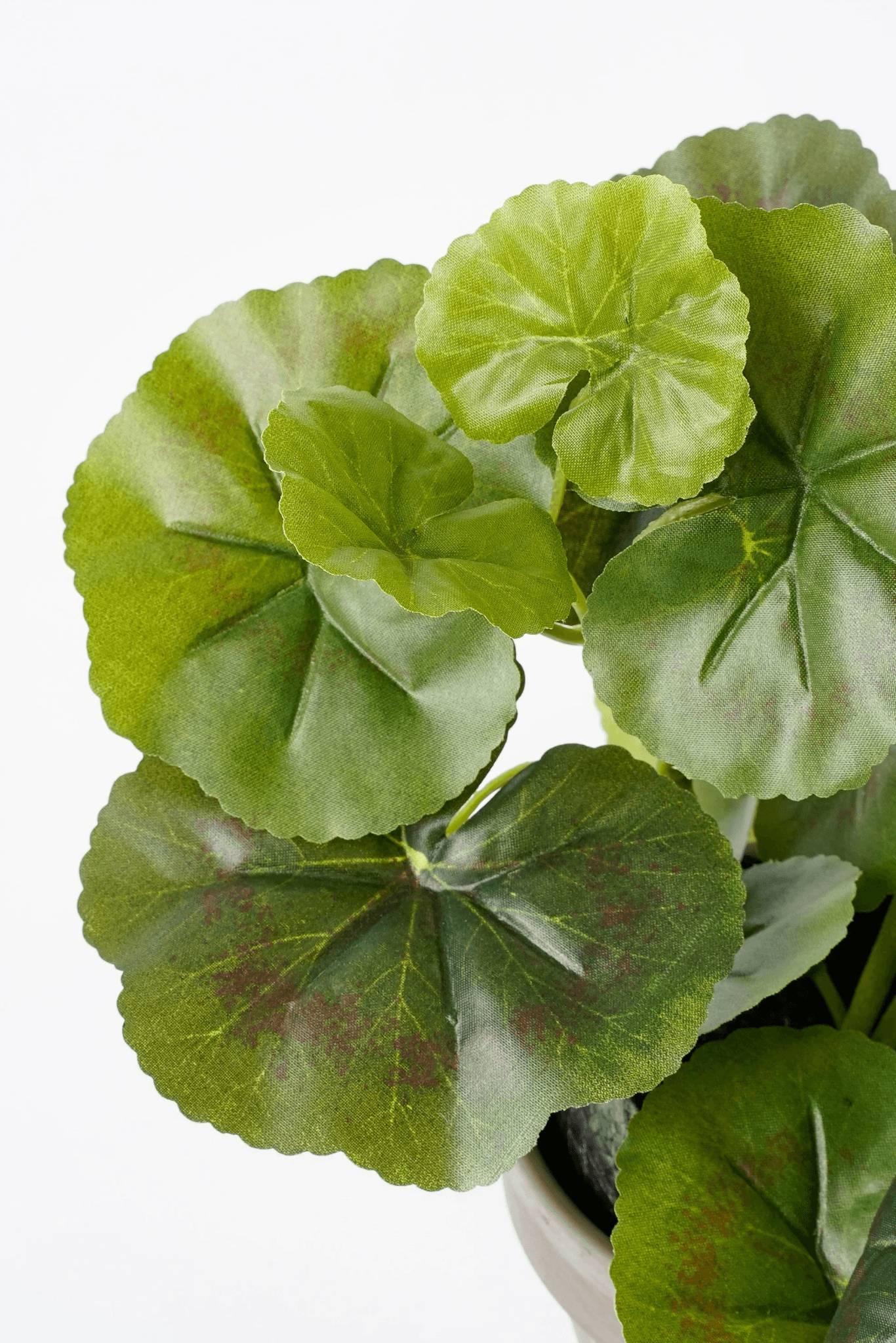 Mica Decorations - Géranium Crème Artificiel en pot Stan gris H.34 x Ø 20 cm - Imagen 5