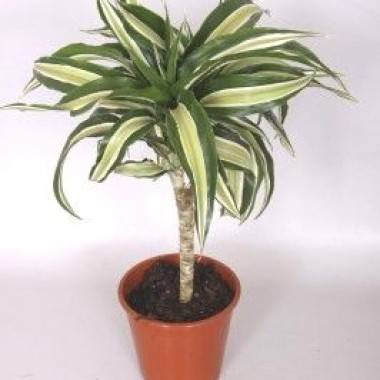 Dragonnier 'Malaika'