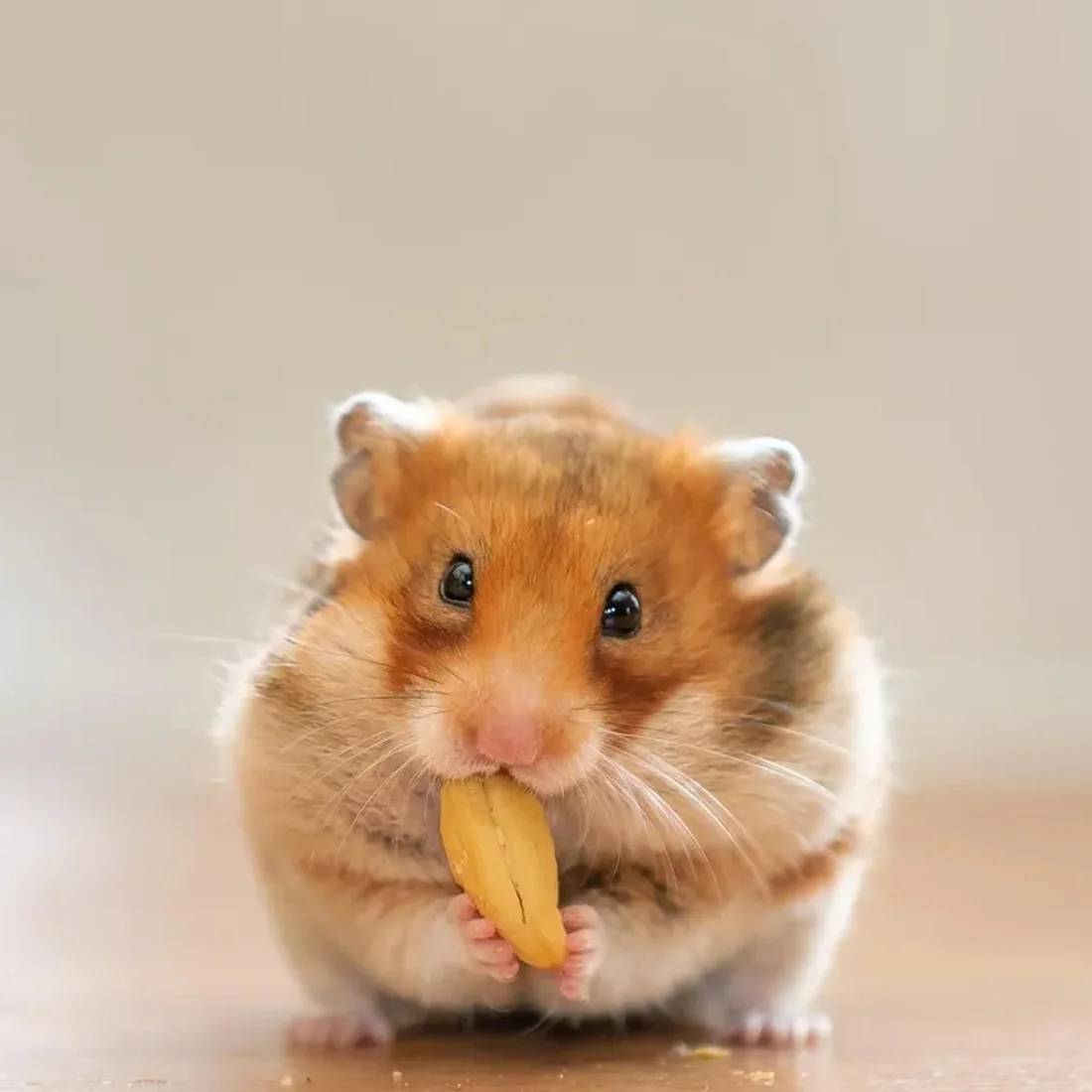 Versele Laga - Friandise Cuite Au Four Hamsters Et Gerbilles - CRISPY - Image 2