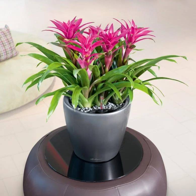 Jardinière Classico LS plastique charbon métallisé Ø35xH.32,5 cm - Lechuza - Imagen 3