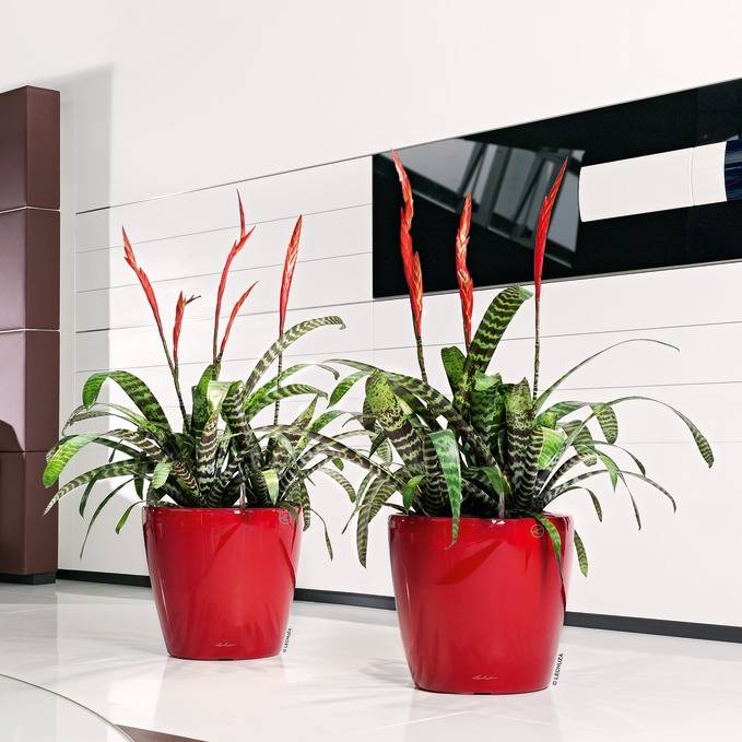 Lechuza - Maceta Classico Premium - LECHUZA - Imagen 1