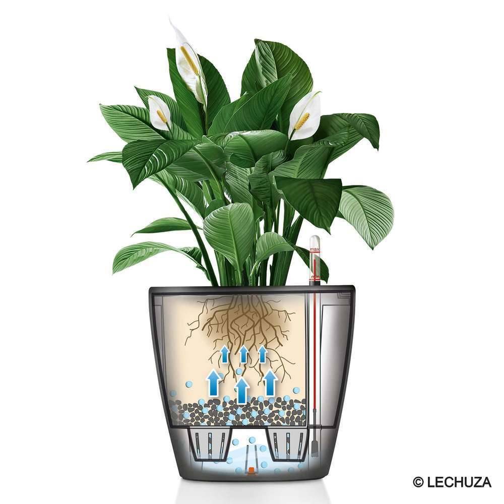 Lechuza - Maceta Classico Premium - LECHUZA - Imagen 6