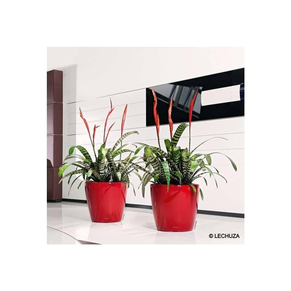 Lechuza - Maceta Classico Premium - LECHUZA - Imagen 3