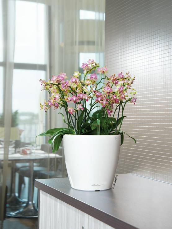 Lechuza - Jardinière Classico 35 LS All-in-One - LECHUZA - Image 1
