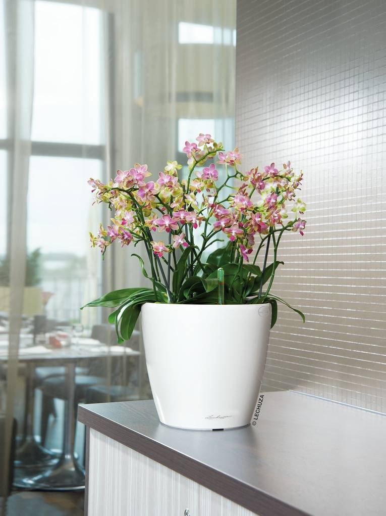 Lechuza - Jardinière Classico 35 LS All-in-One - LECHUZA