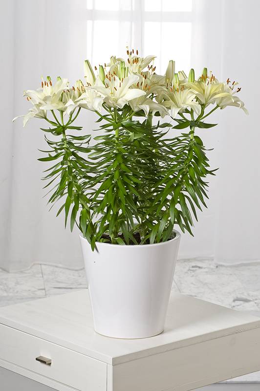 Lys oriental - Image 2