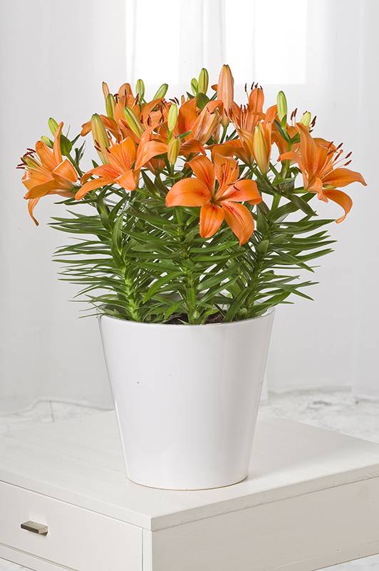 Lys oriental - Image 3