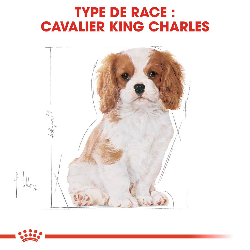 Royal Canin - Croquettes chiot Cavalier King Charles Junior – ROYAL CANIN - Image 4