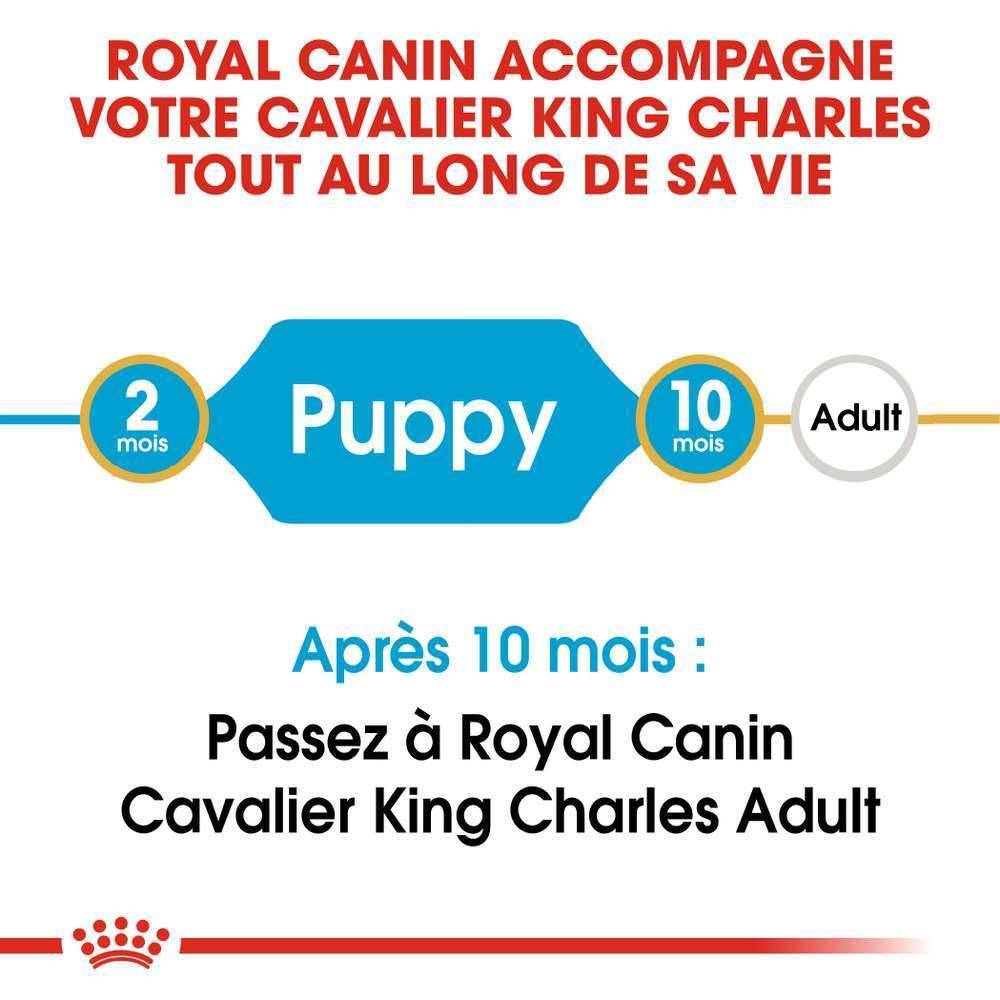 Royal Canin - Croquettes chiot Cavalier King Charles Junior – ROYAL CANIN - Image 10