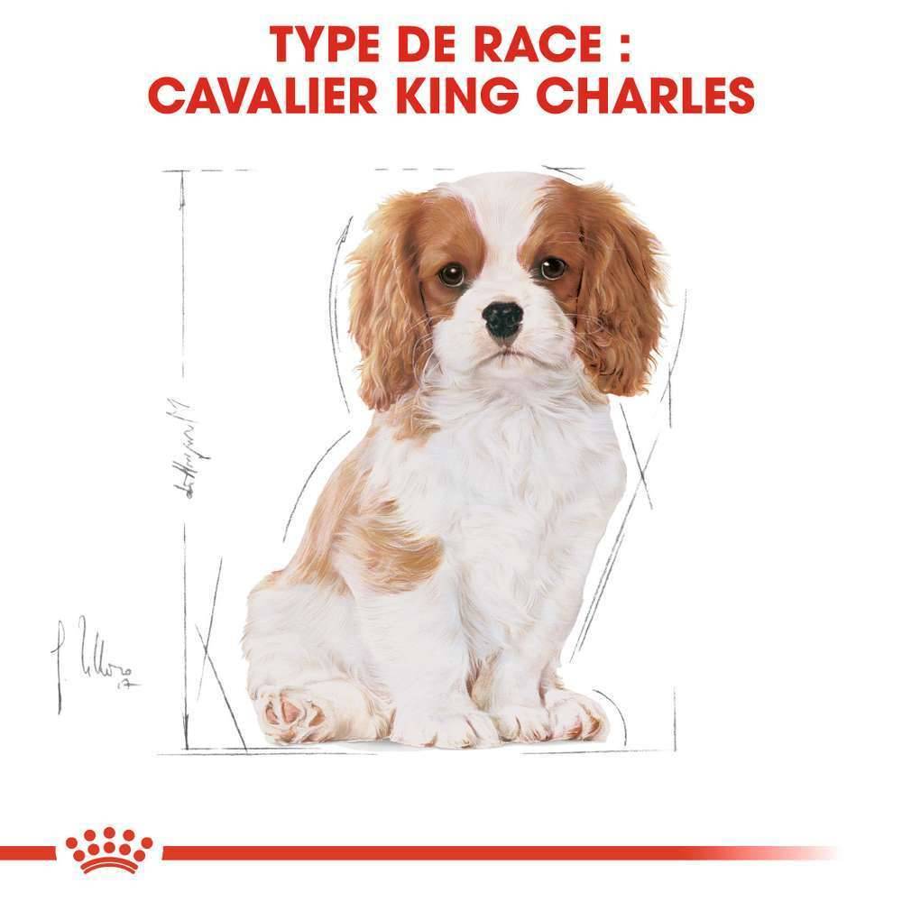 Royal Canin - Croquettes chiot Cavalier King Charles Junior – ROYAL CANIN - Image 12