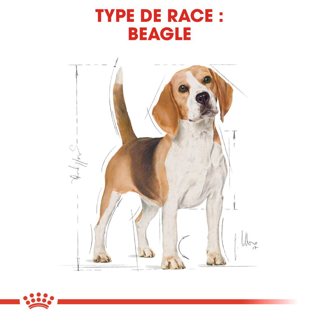 Royal Canin - Croquettes Chien Beagle Adult – ROYAL CANIN - Image 5