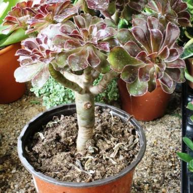 Aeonium en árbol