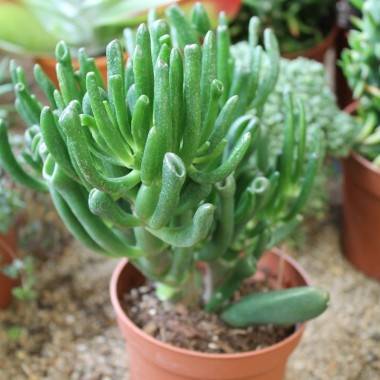 Árbol de Jade 'Hobbit' - Imagen 1