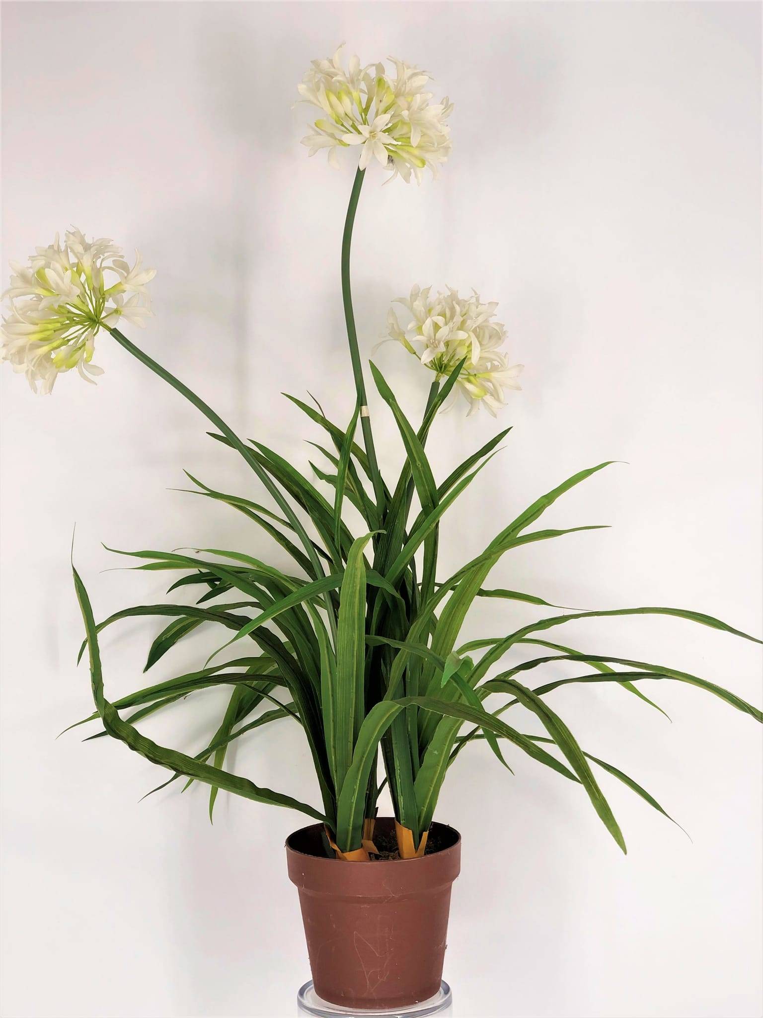 Agapanthe crème artificielle 90 cmen pot
