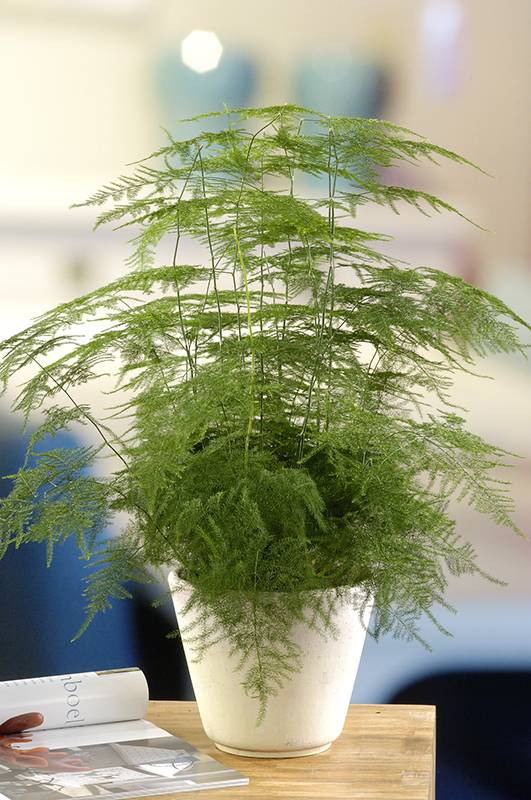 Asparagus 'Plumosus' - Imagen 1