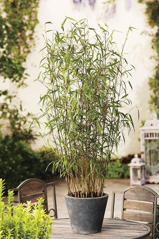 Bambou 'Asian Wonder' - Image 1