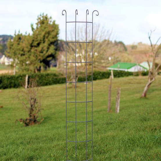 Vitis - Colonne Rosier Grimpant Volute - GPT - Image 1