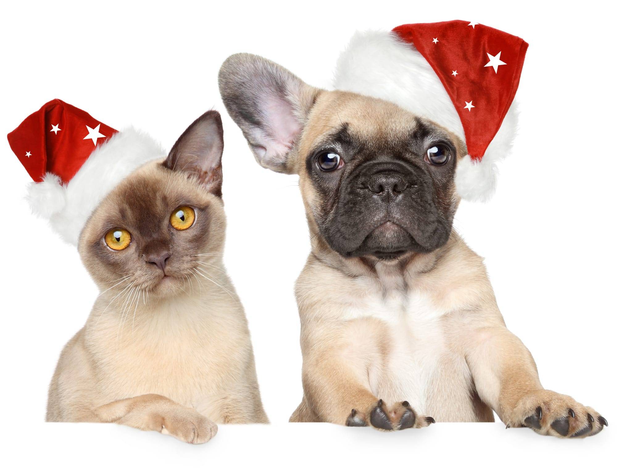 Wouapy - Bonnet de Noël pour chiens et chats taille S - Imagen 2