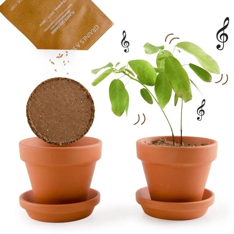 Radis et Capucine - Pot de 8 cm avec coupelle "Plante qui danse" - RADIS ET CAPUCINE - Image 7