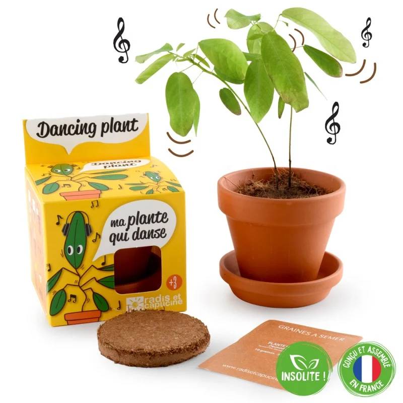 Radis et Capucine - Pot de 8 cm avec coupelle "Plante qui danse" - RADIS ET CAPUCINE - Image 6
