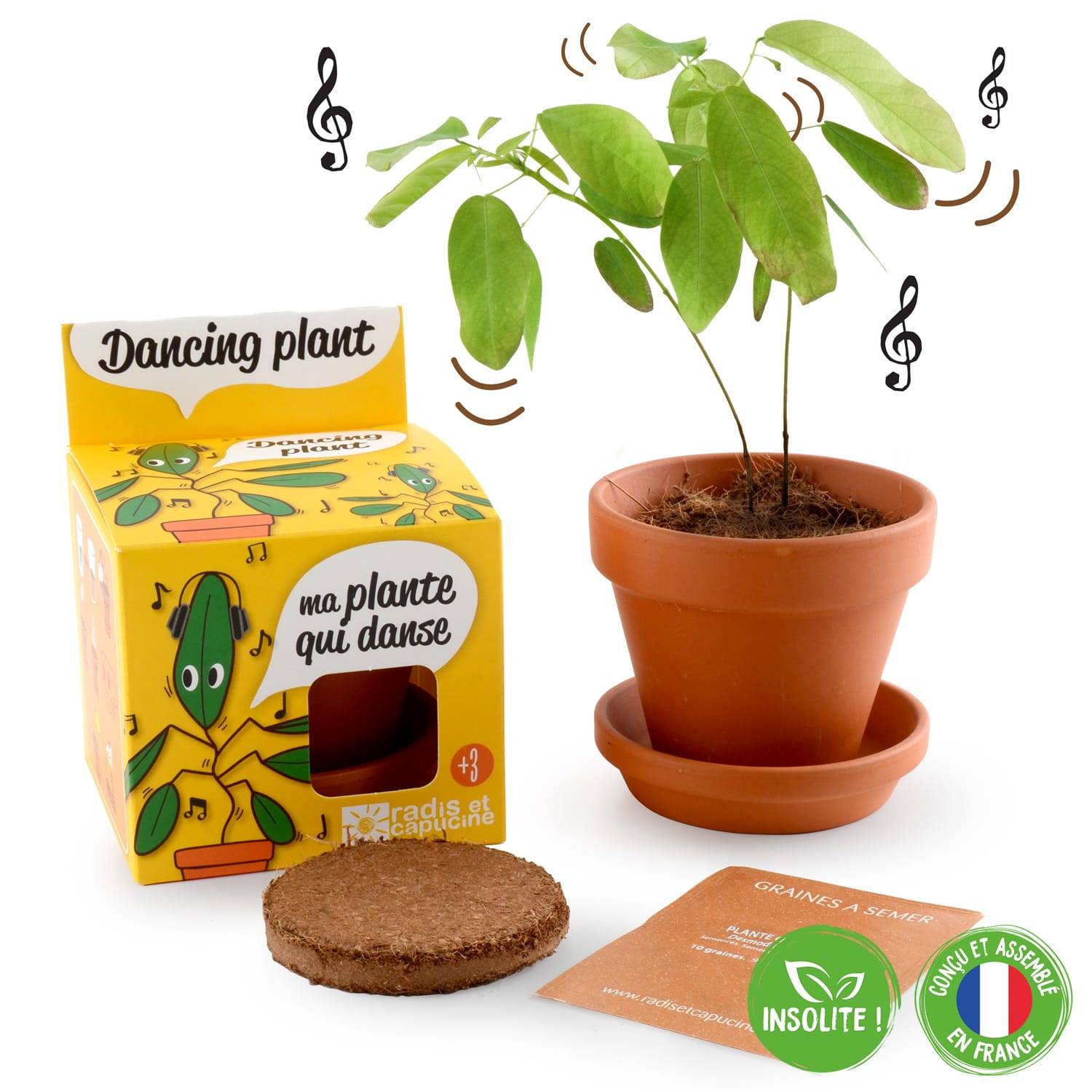 Radis et Capucine - Pot de 8 cm avec coupelle "Plante qui danse" - RADIS ET CAPUCINE - Image 8