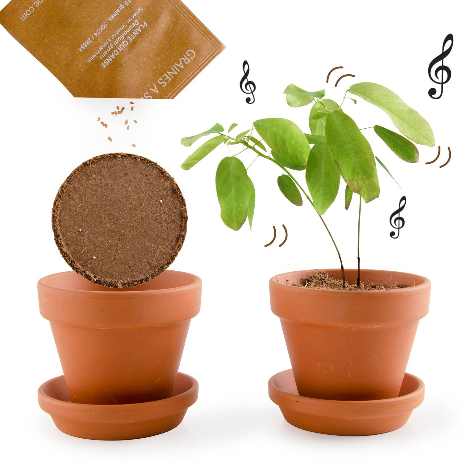 Radis et Capucine - Pot de 8 cm avec coupelle "Plante qui danse" - RADIS ET CAPUCINE - Image 9