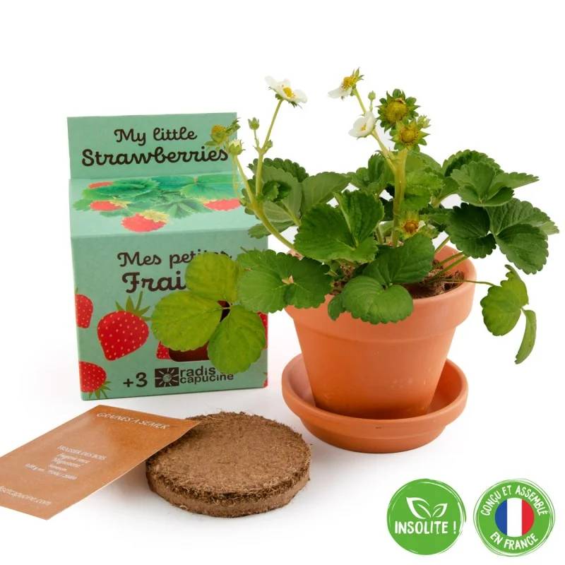 Radis et Capucine - Pot 8 cm avec coupelle Fraisier - Radis et Capucine - Image 7