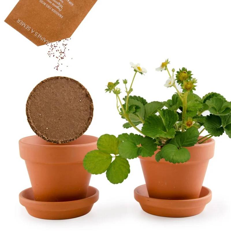 Radis et Capucine - Pot 8 cm avec coupelle Fraisier - Radis et Capucine - Image 6
