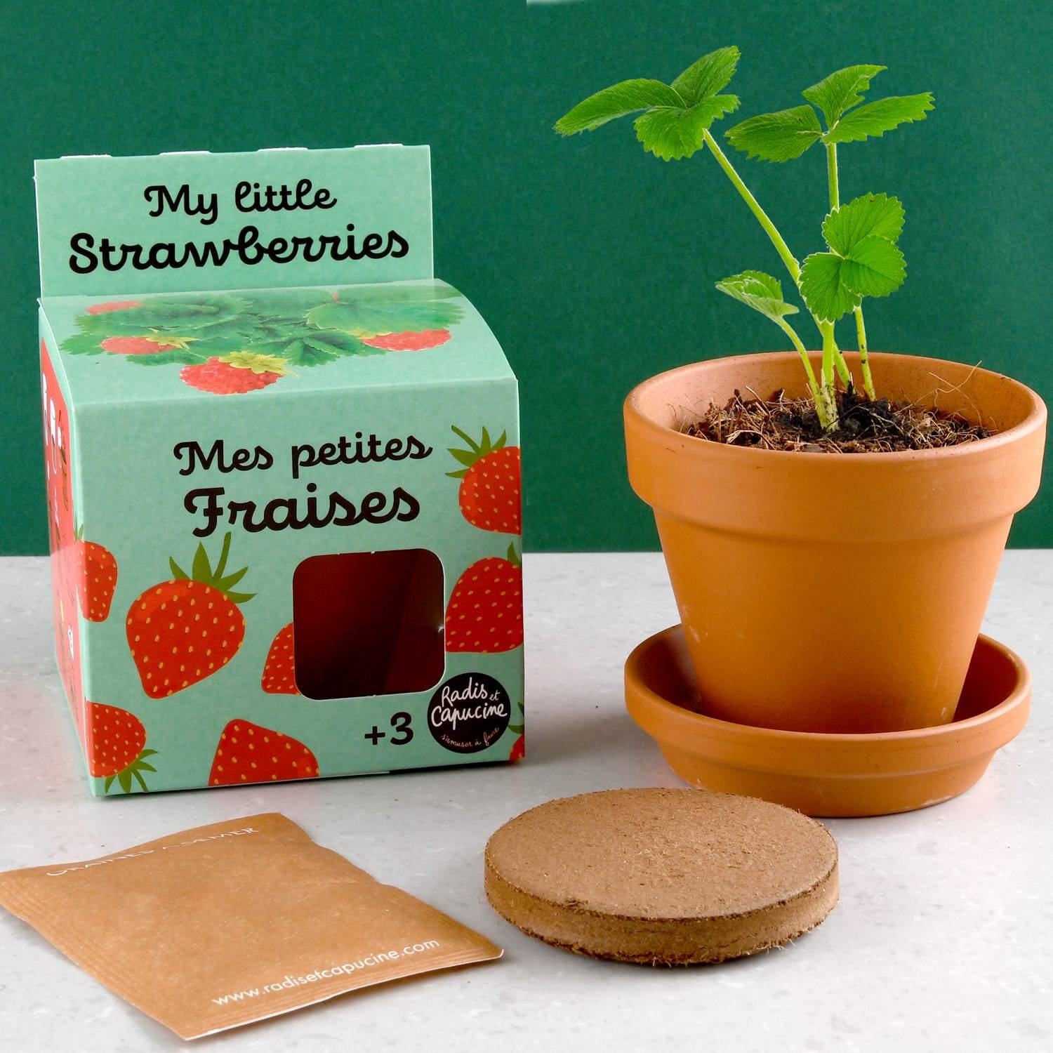 Radis et Capucine - Pot 8 cm avec coupelle Fraisier - Radis et Capucine - Image 2