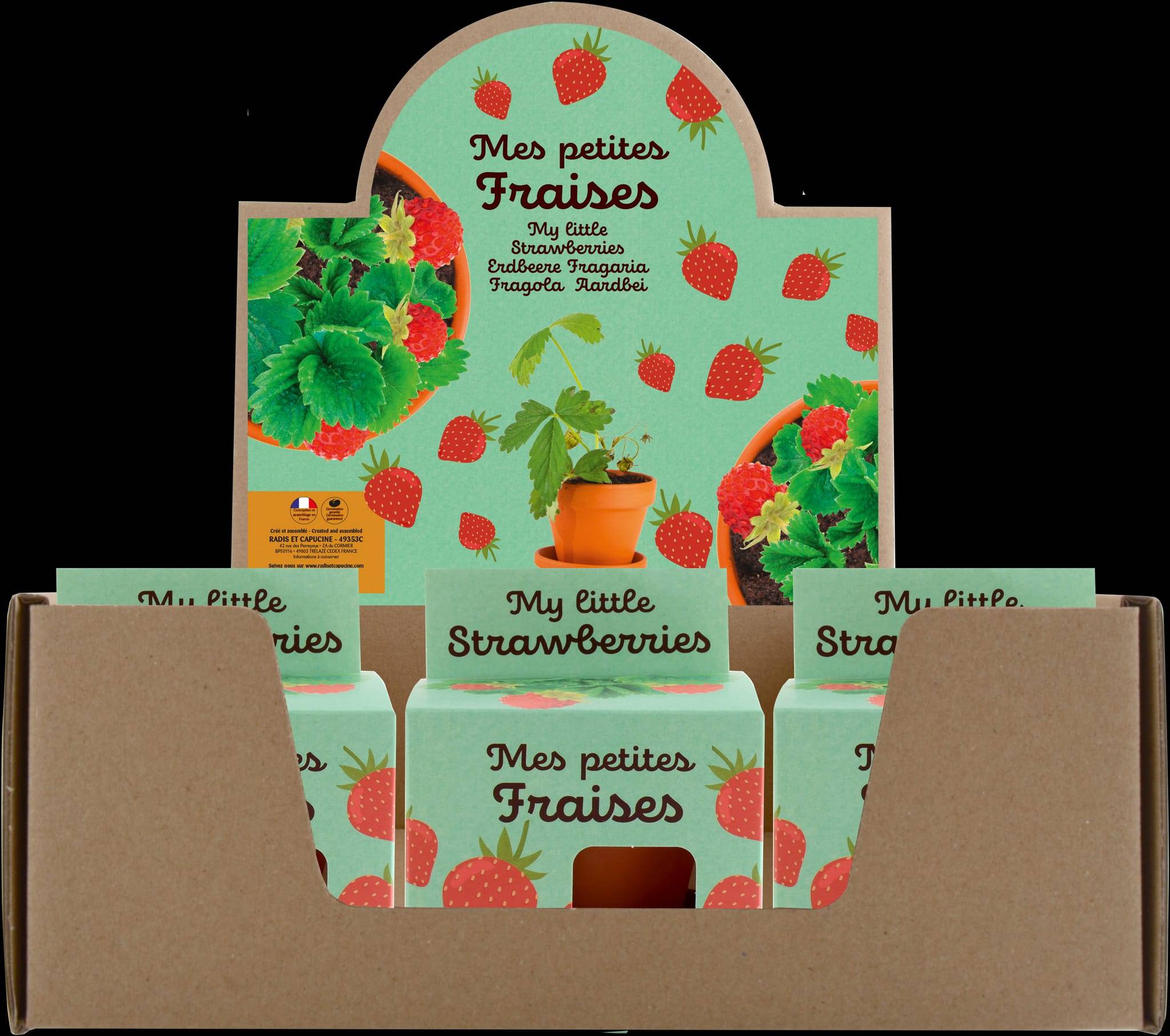 Radis et Capucine - Pot 8 cm avec coupelle Fraisier - Radis et Capucine - Image 10