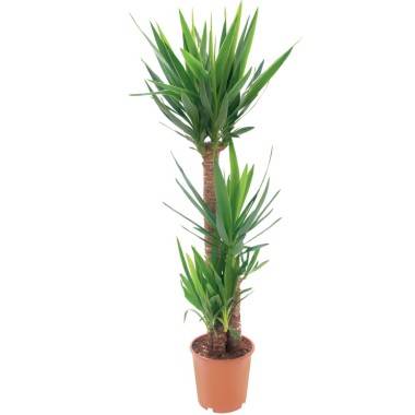 Yucca