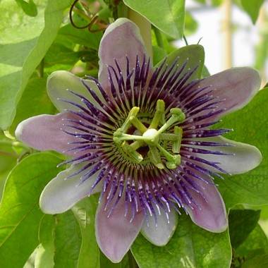 Passiflore - Imagen 2