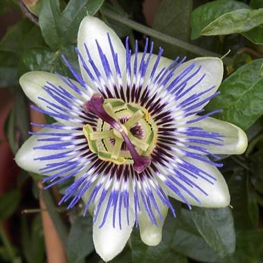 Passiflore - Imagen 1