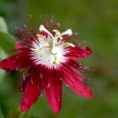 Passiflore - Imagen 4