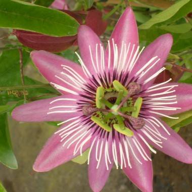 Passiflore - Imagen 6