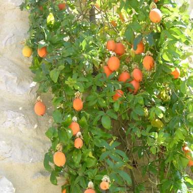 Passiflore - Imagen 3