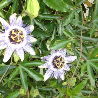 Passiflore - Imagen 5