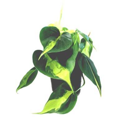 Philodendron 'Brasil'
