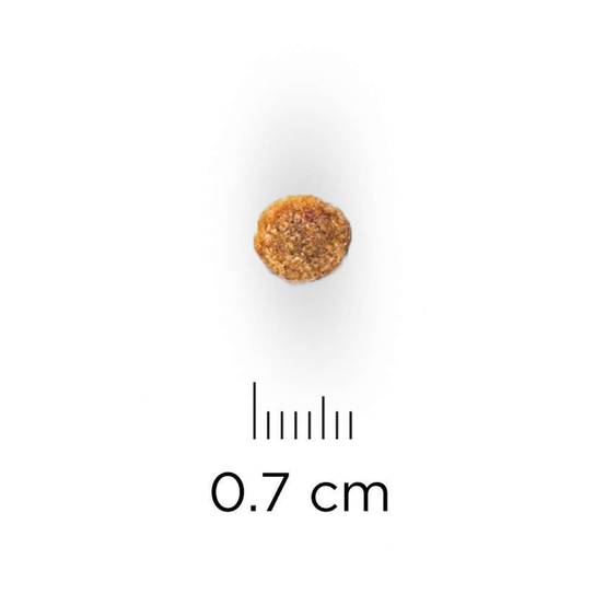 Hill's Pet Nut - Croquettes pour Chien Senior 11+ Small & Miniature Poulet 1,5kg - Science Plan Hill's - Image 3