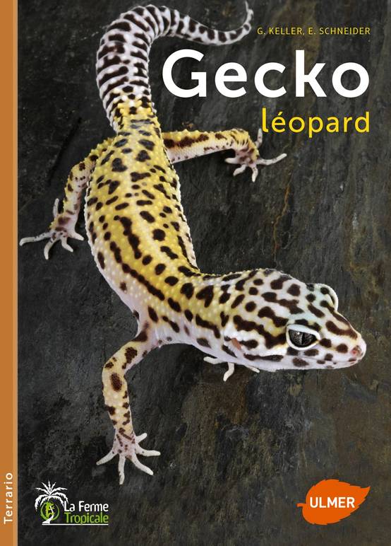 Ulmer - Gecko léopard