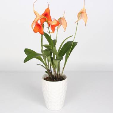 Orchidée Masdevallia - Image 3