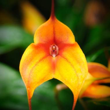 Orchidée Masdevallia - Image 4