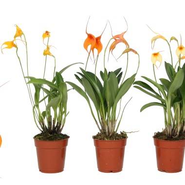 Orchidée Masdevallia - Image 1