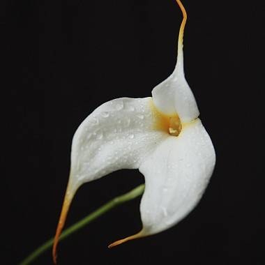 Orchidée Masdevallia - Image 2