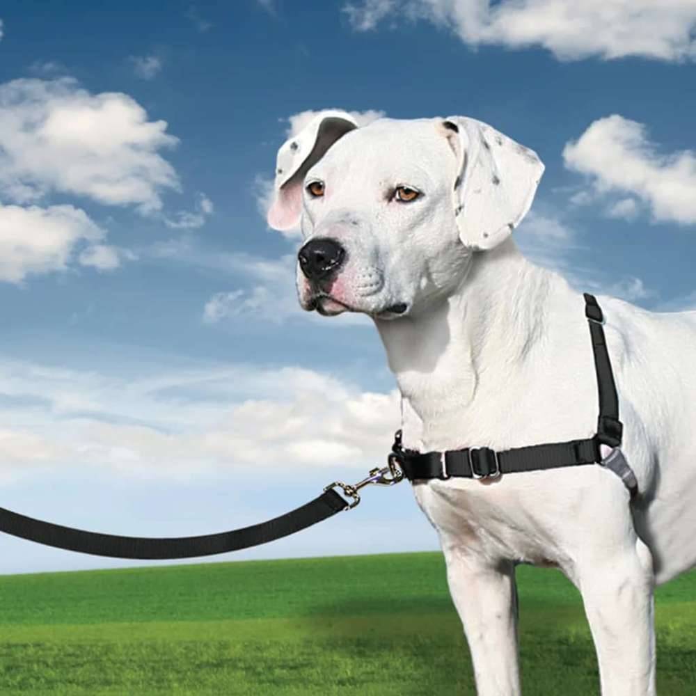 Petsafe - Harnais chien Easy Walk - PETSAFE - Image 5
