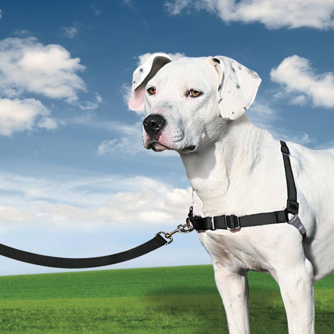 Petsafe - Arnés para perro Easy Walk - PETSAFE - Imagen 1