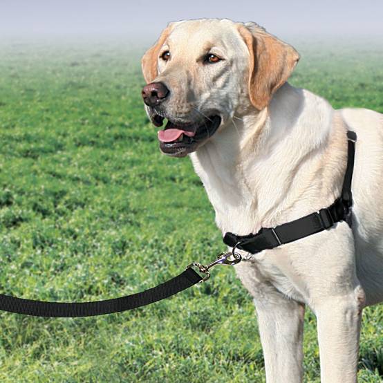 Petsafe - Harnais Easy Walk - PETSAFE - Image 1