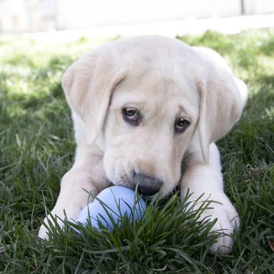KONG - Jouet Puppy Chiot Caoutchouc - KONG - Image 4