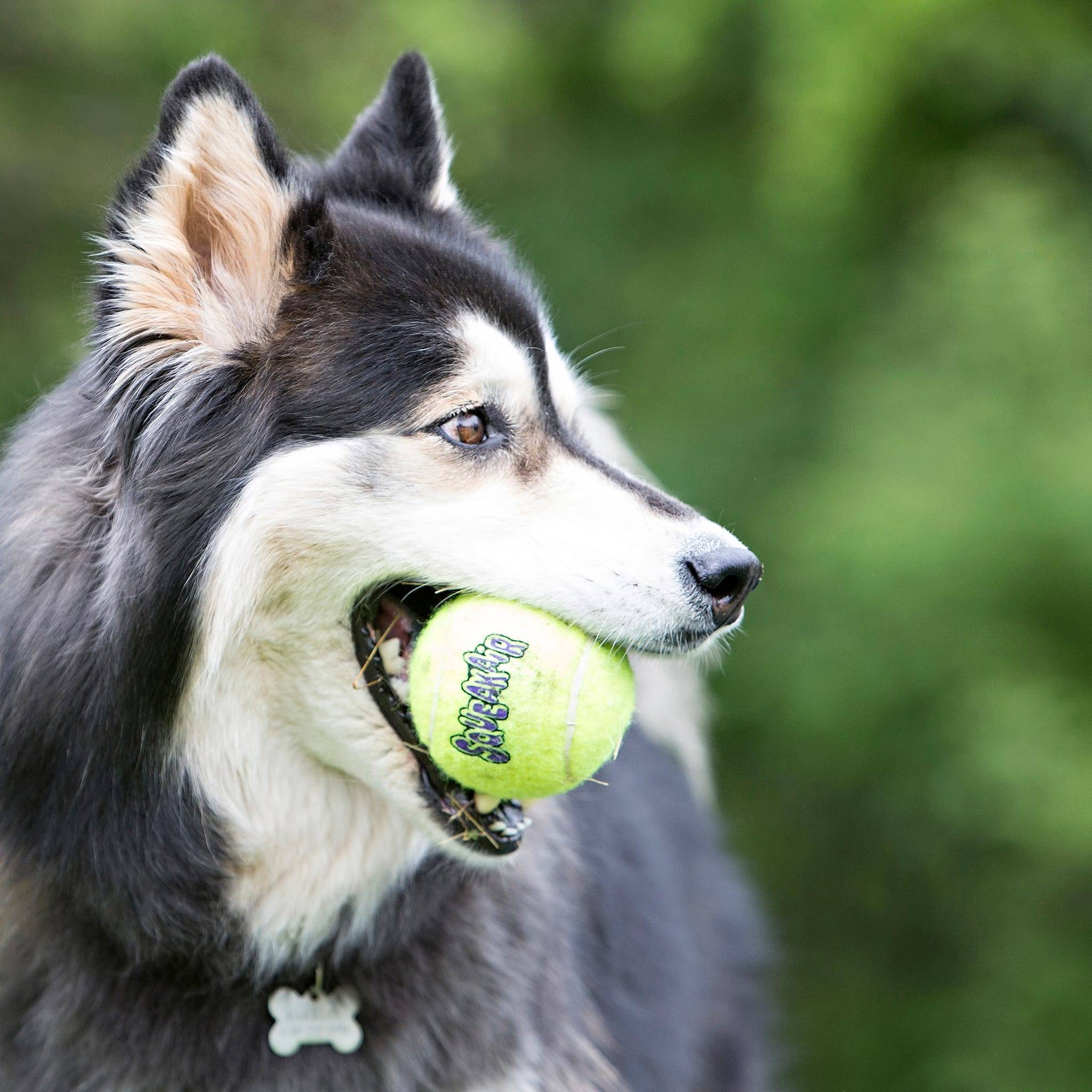 KONG - Jouet pour chien KONG - Image 6