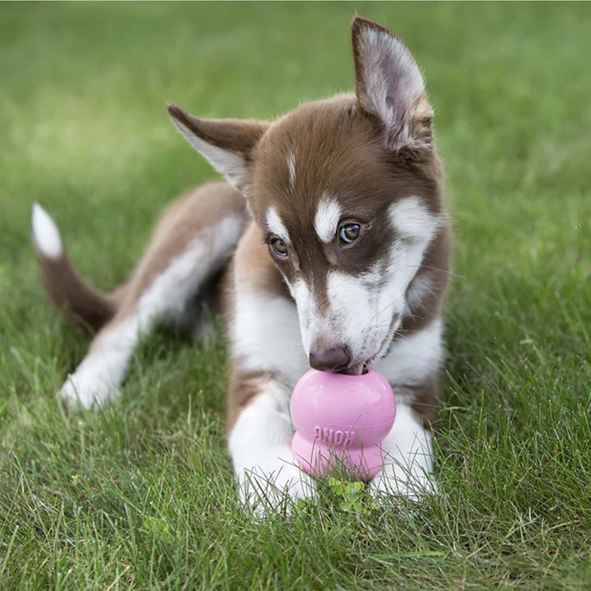 KONG - KONG EASY TREAT® PUPPY - Image 9